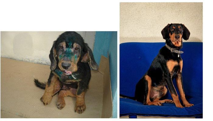 Abandoned Dogs Before and After