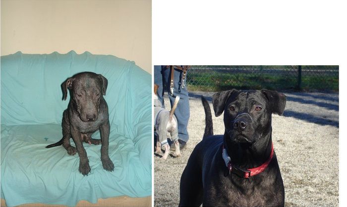Abandoned Dogs Before and After