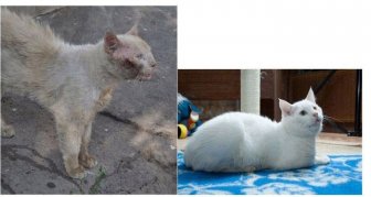 Abandoned Cats Before and After