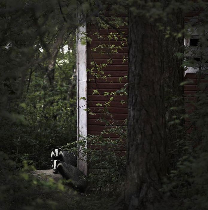 Abandoned House in the Woods Taken Over by Wild Animals
