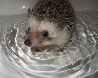 Hedgehog Takes Bath