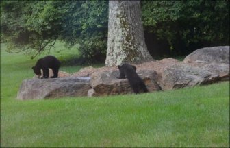 Bear Cubs Play on a Slide