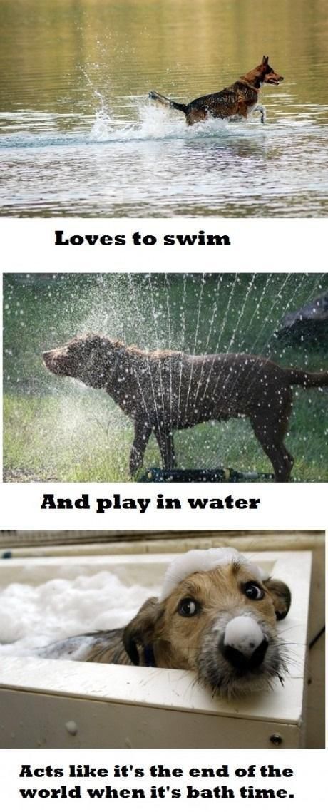 Funny Dog Pictures