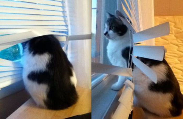 Cats Vs. Blinds