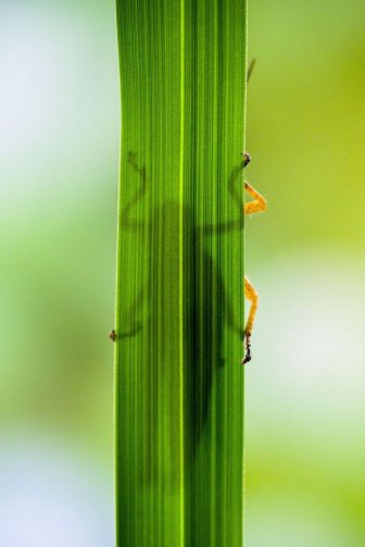 Eating Grasshopper