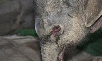 Baby Elephant Cried for Five Hours