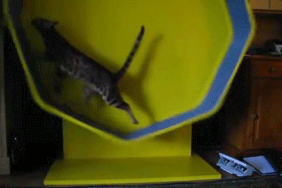 Daily GIFs Mix, part 319