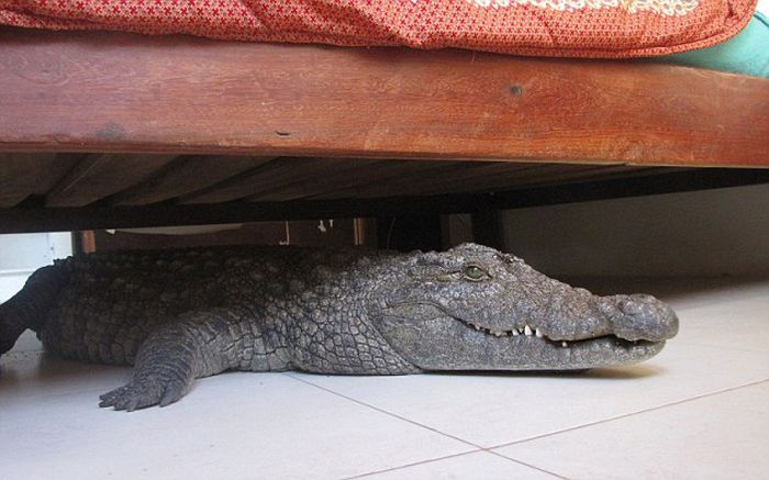 Crocodile Under the Bed | Animals