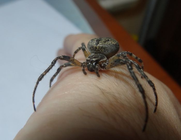Pet Spider