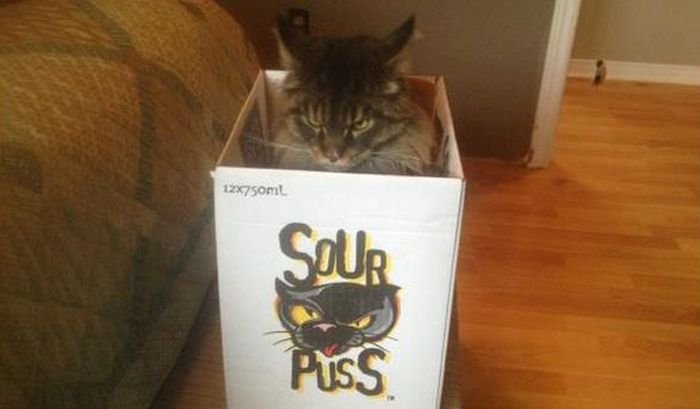 Cats In Boxes