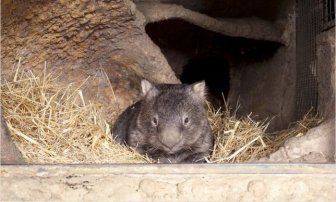 World's Oldest Wombat