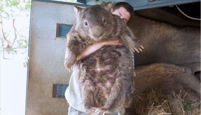 World's Oldest Wombat | Animals