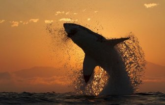 Great White Shark Silhouette