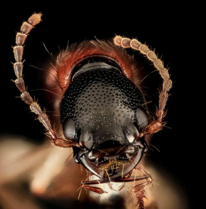 Macro Photos of Insects