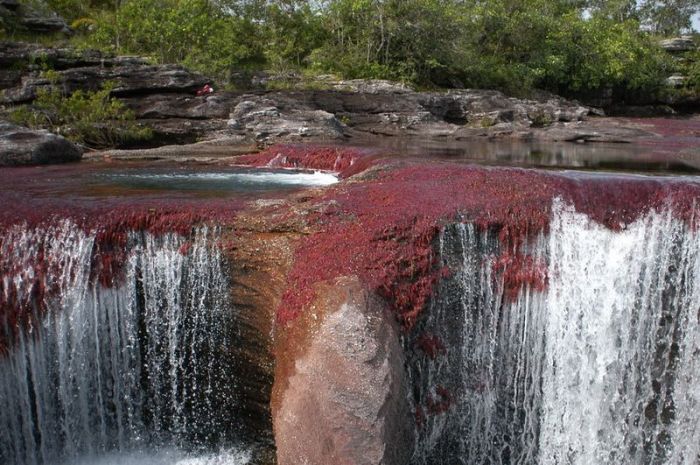 Cano Cristales aka The River of Five Colors