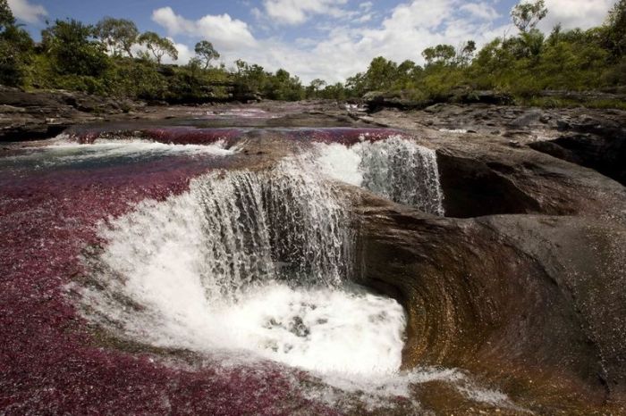 Cano Cristales aka The River of Five Colors