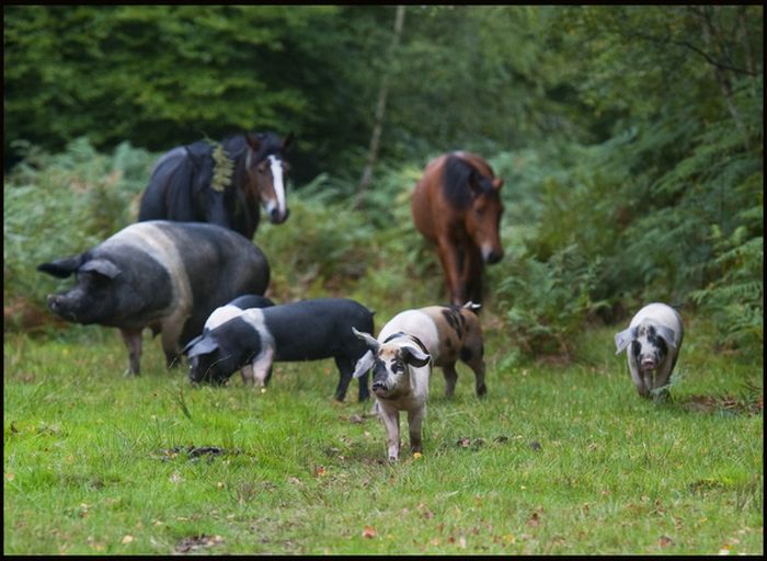 Pigs of the New Forest
