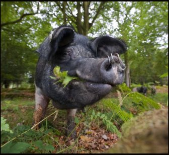 Pigs of the New Forest