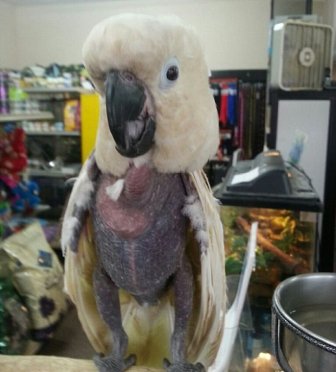 Cockatoo from a Meth Lab