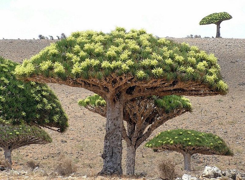 The amazing island of Socotra