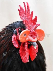 Roosters with Glasses 