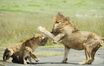 Lion Family. Lioness Protects the Cub 