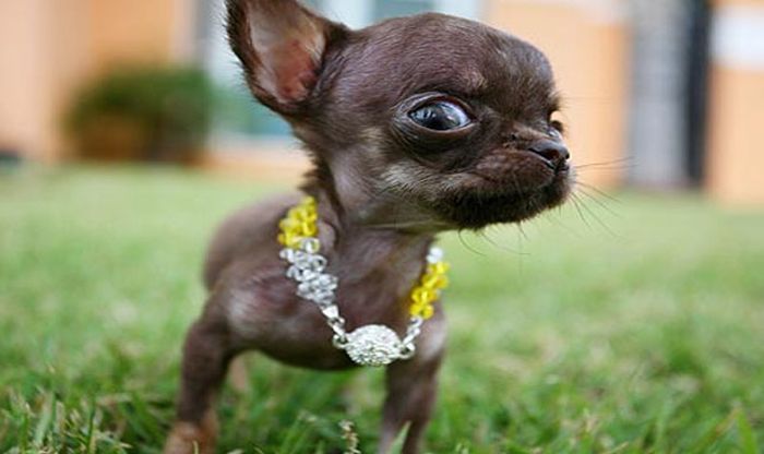 Chihuahua Milly is the World's Smallest Dog