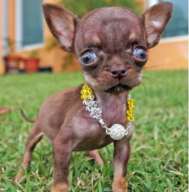 Chihuahua Milly is the World's Smallest Dog