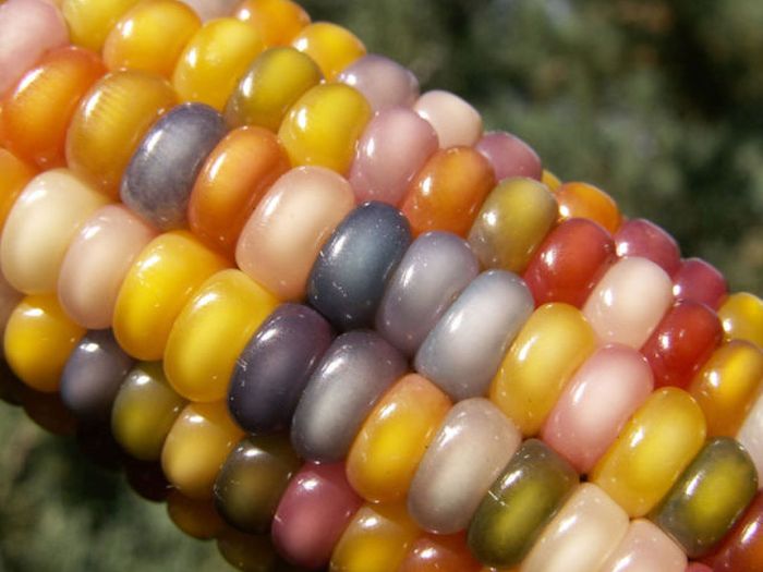 Colored Corn
