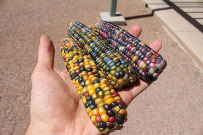 Colored Corn