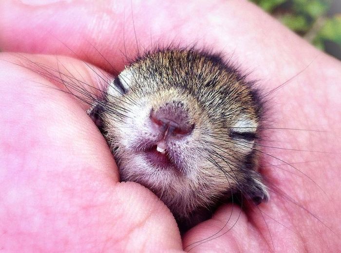 Abandoned Baby Squirrel Rescued