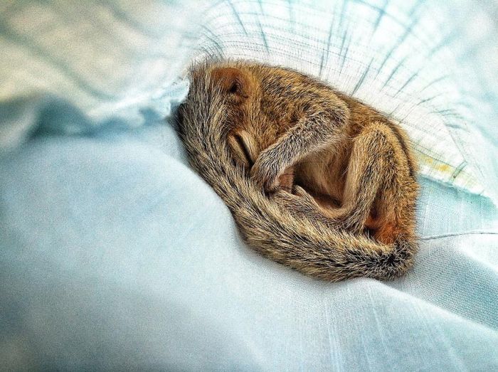 Abandoned Baby Squirrel Rescued