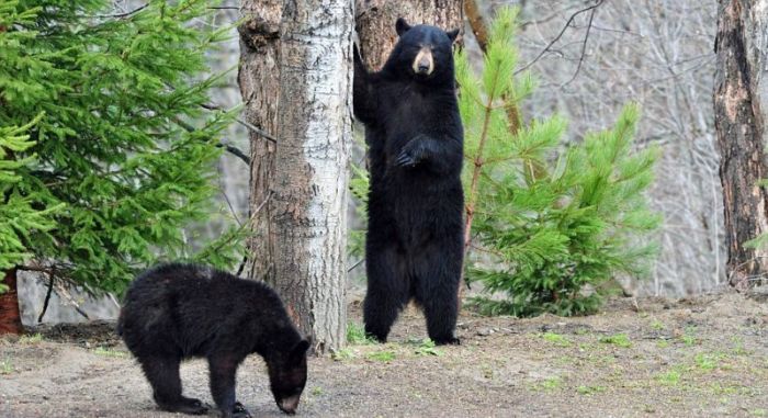 Very Creative Photos of a Bear Family