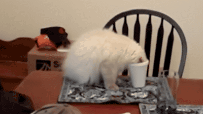 Daily GIFs Mix, part 338