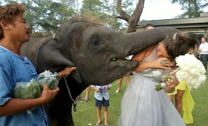 Elephant Kissed the Bride