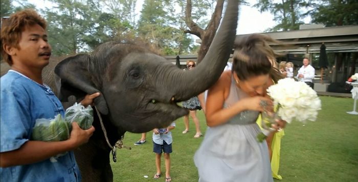 Elephant Kissed the Bride