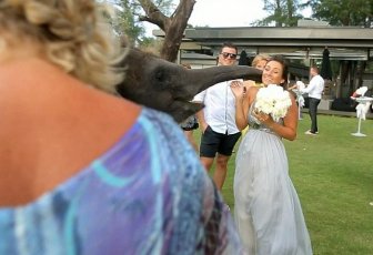 Elephant Kissed the Bride