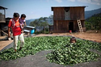 Coca Farmers in Peru