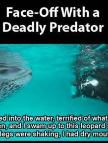 Friendly Leopard Seal and a Photographer