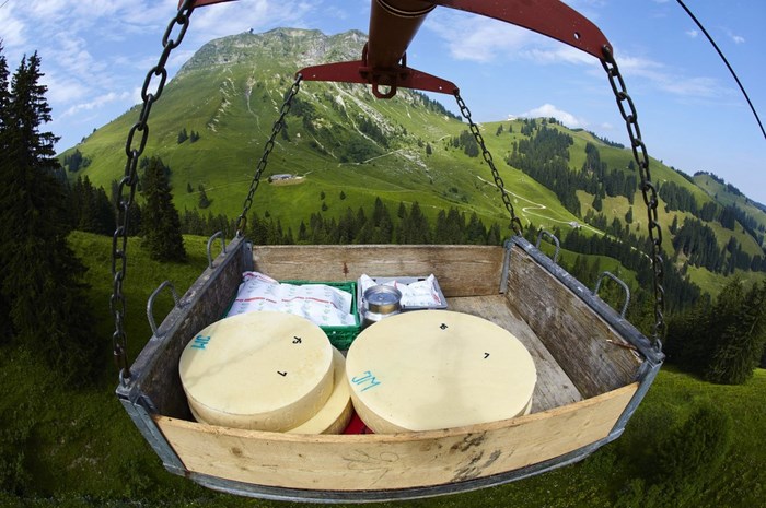 The Making of the Real Swiss Cheese