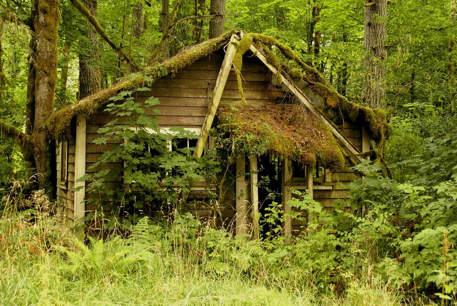 Most beautiful houses in the forest