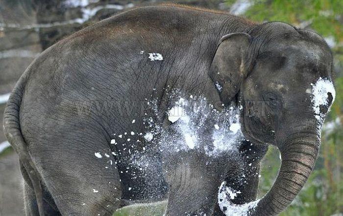 Elephants Playing in Snow at the Berlin Zoo