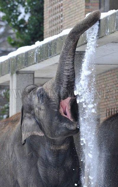 Elephants Playing in Snow at the Berlin Zoo