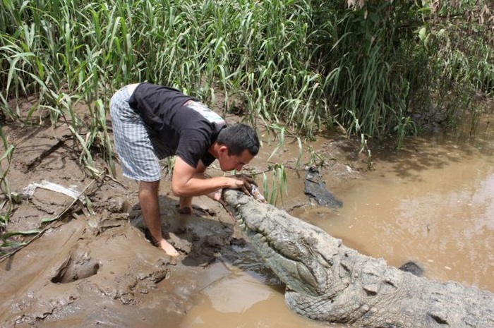This Guy Is Not Afraid of Crocodiles