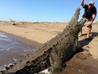 This Guy Is Not Afraid of Crocodiles