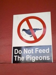 Don't Feed Pigeons