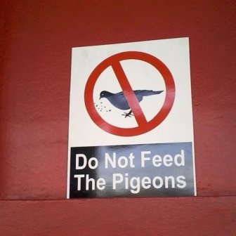 Don't Feed Pigeons