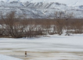 Fox is Being Chased by a Bear 