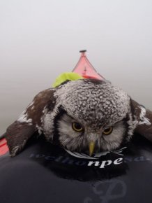 Owl Rescued