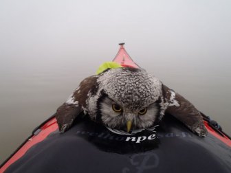 Owl Rescued